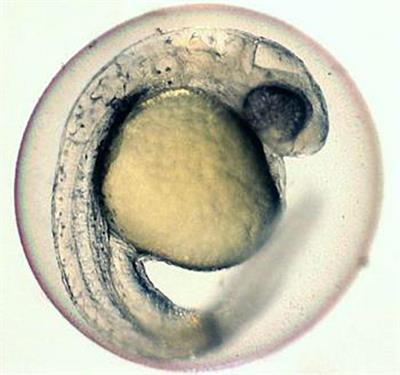 Cryobanking of Fish and Shellfish Egg, Embryos and Larvae: An Overview